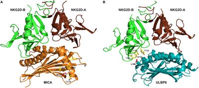 The Biological Influence and Clinical Relevance of Polymorphism Within the NKG2D Ligands